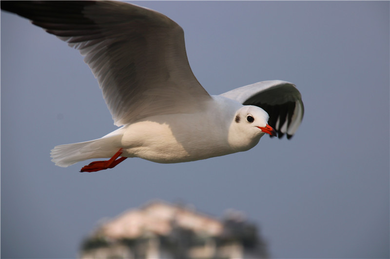 飛、露、秋與風云(圖1)