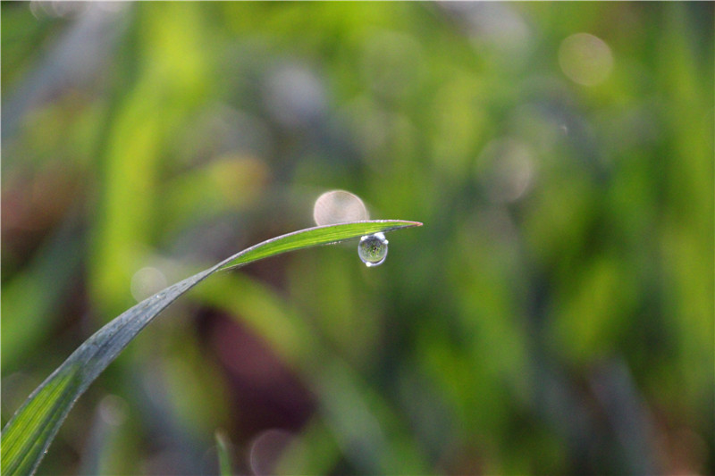 飛、露、秋與風云(圖2)