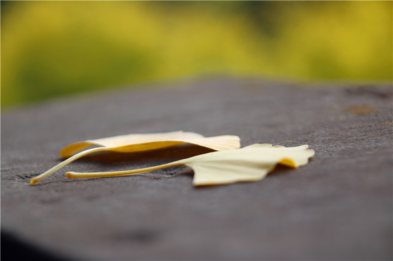 飛、露、秋與風云(圖3)