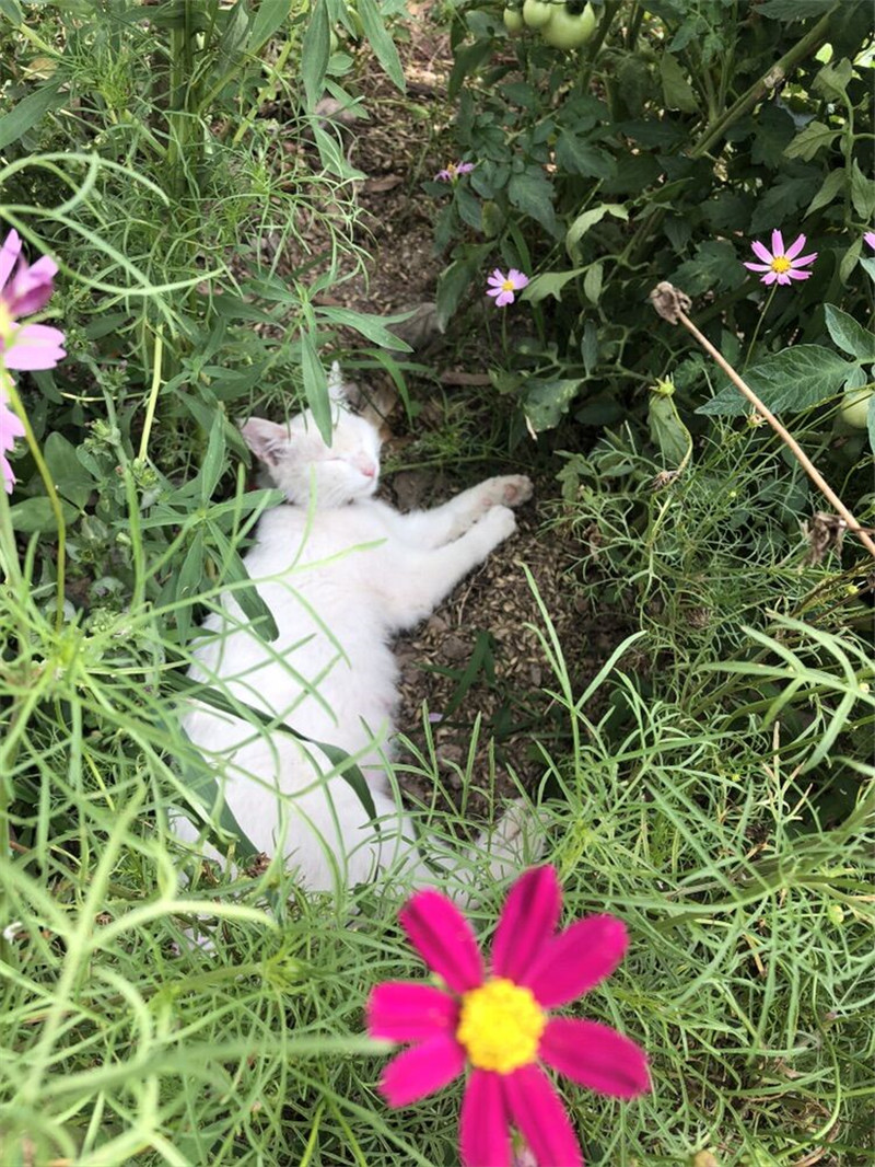 稚龜、午睡的貓、鳥蛋(圖2)