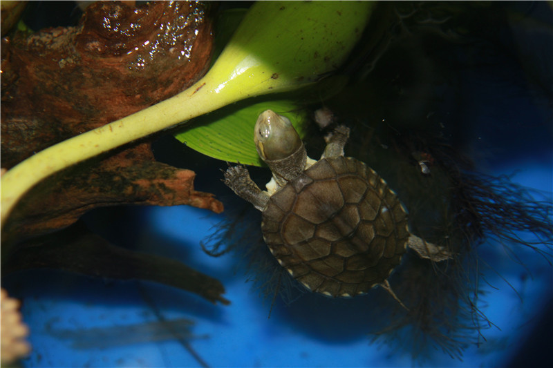 稚龜、午睡的貓、鳥蛋(圖1)