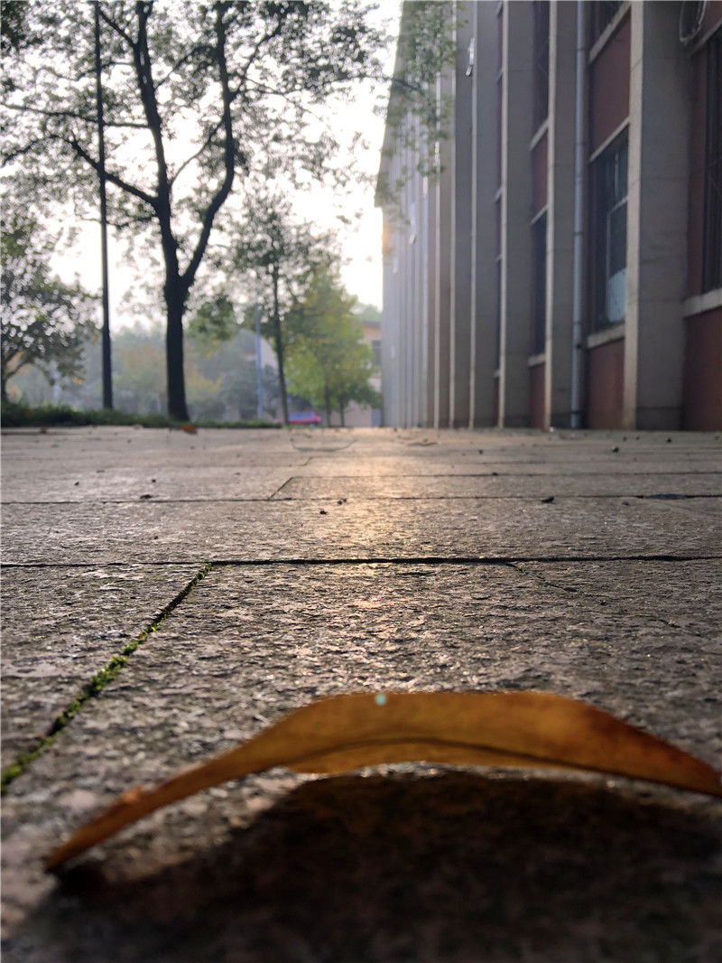 橋、晨曦中的小花、落葉(圖3)