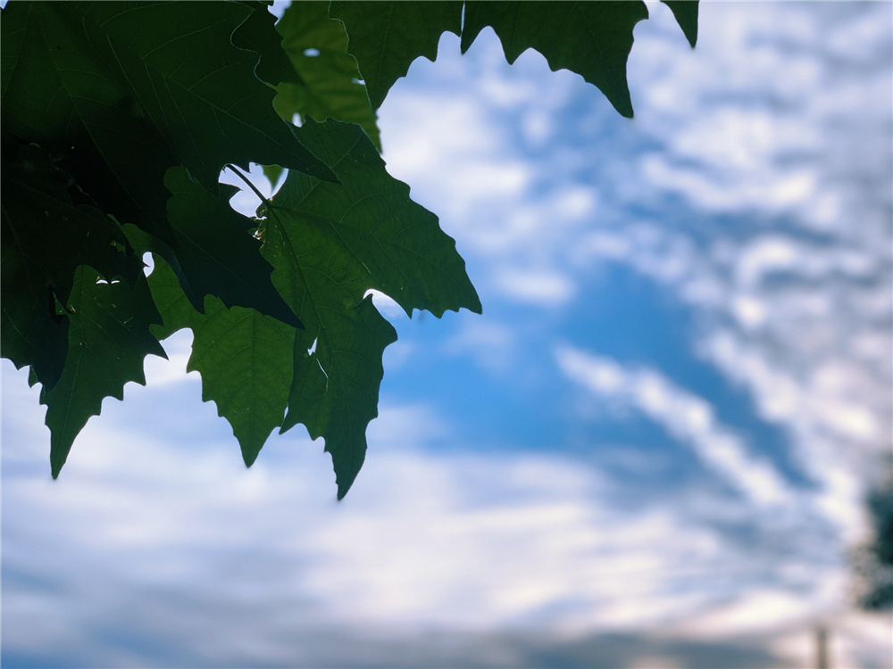 白云一片去悠悠，青楓浦上不勝愁(圖1)